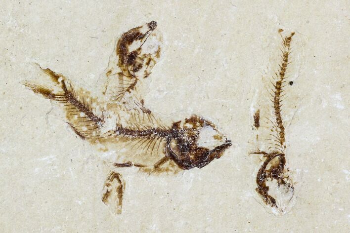 Three Cretaceous Fossil Fish (Armigatus) - Lebanon #110849